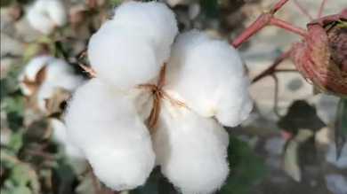 Textile Exchange’s Position on Reports of Forced Labor