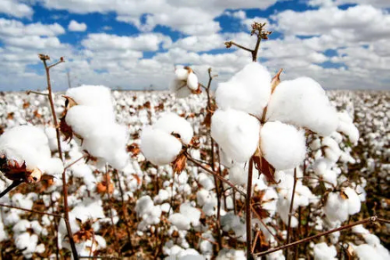 Identifying Low Carbon Sources of Cotton and Polyester